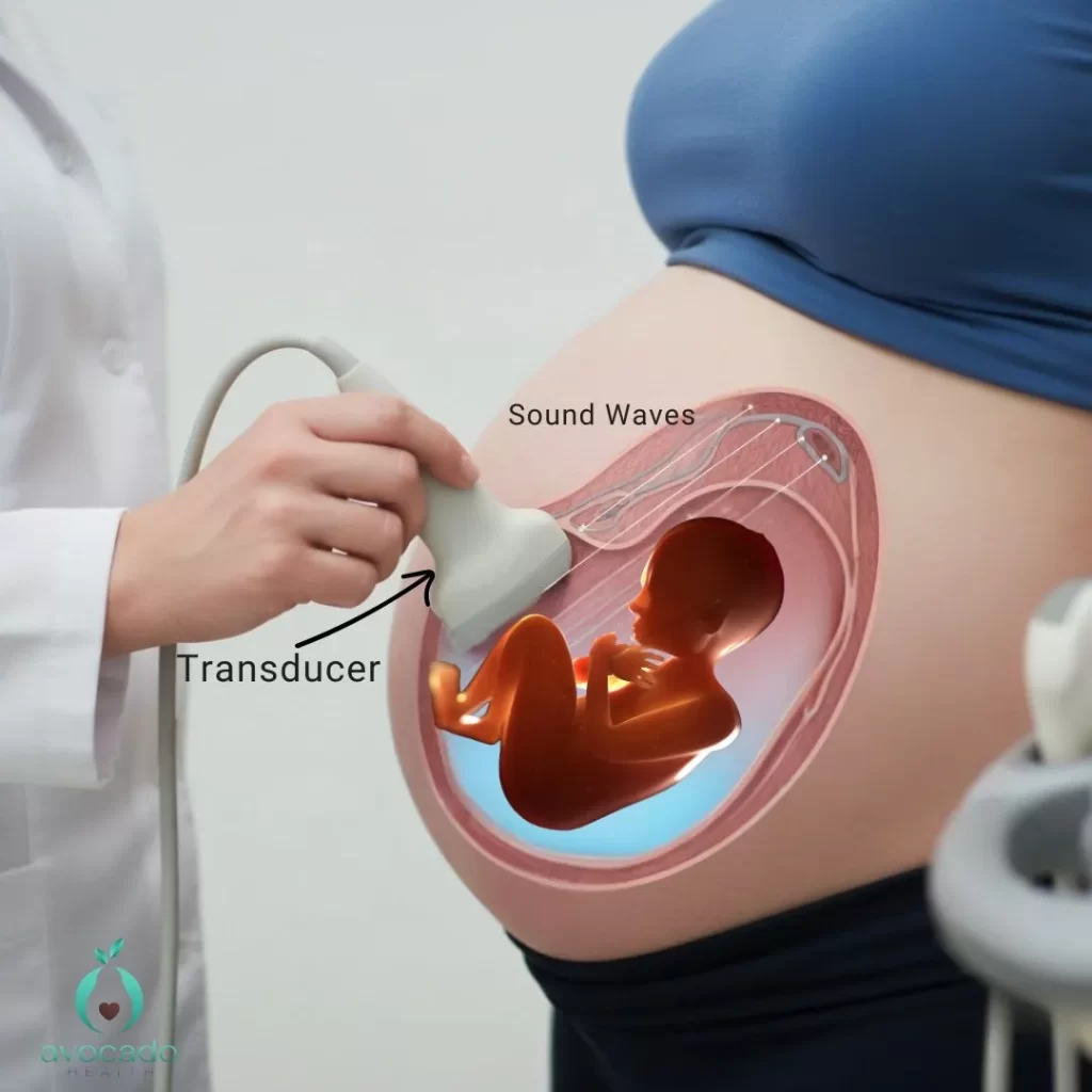 How Does An Ultrasound Scan In Pregnancy Work
